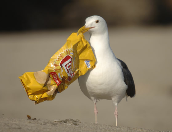 seagull-chips.jpg
